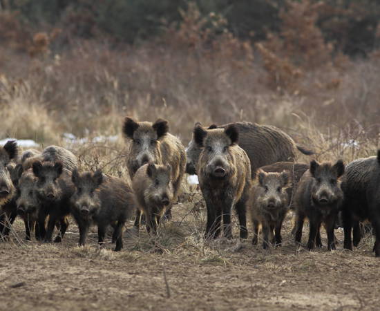 Large sounder - Shutterstock.jpg